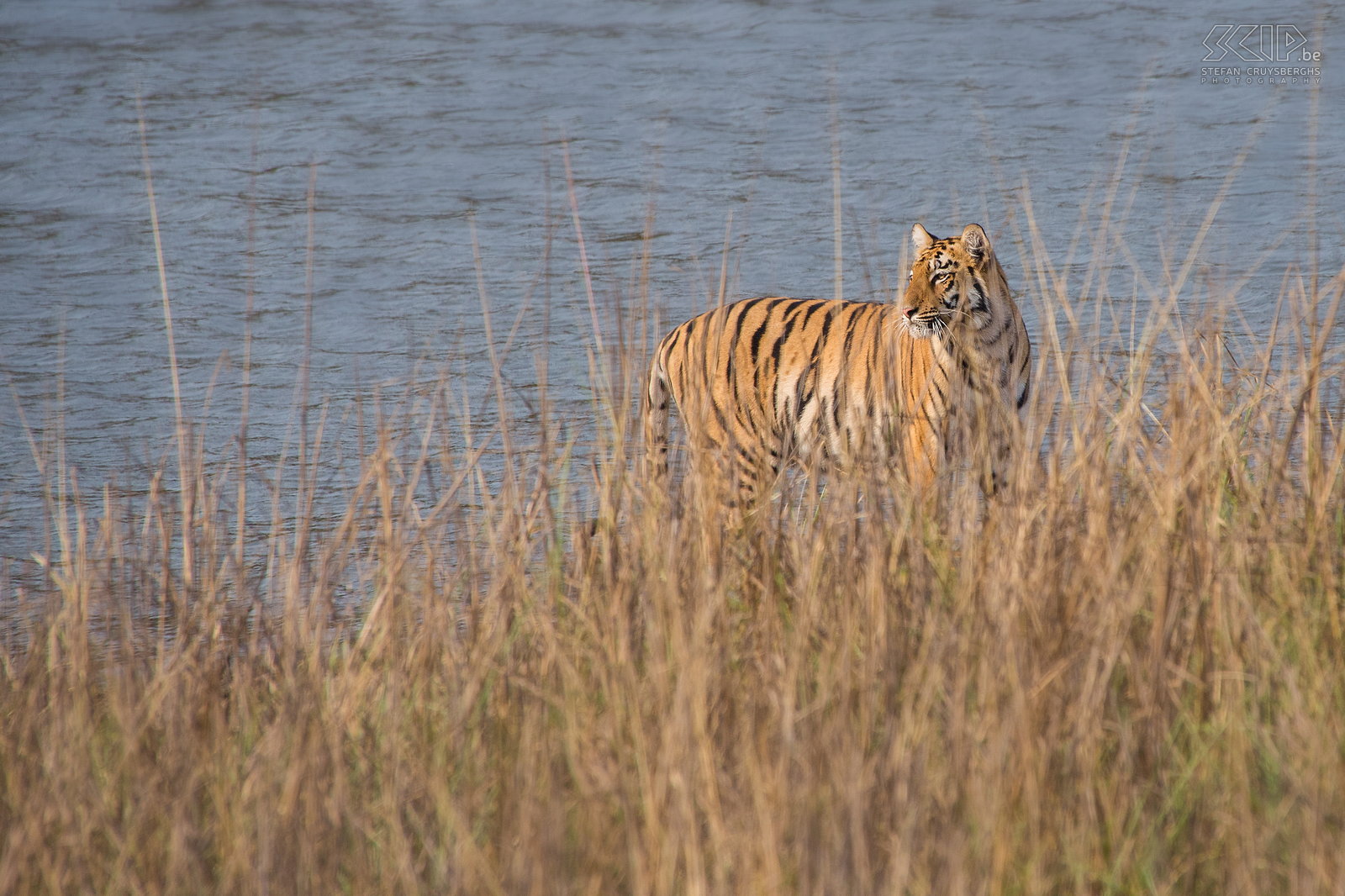 Tadoba - Tijgerin Tadoba Andhari Tiger Reserve (TATR) is een nationaal park in de staat Maharashtra. Het is nog een redelijk onbekend park maar wel een van de best plaatsen ter wereld om Bengaalse tijgers in het wild te kunnen spotten. Tijdens onze eerste game drive spotten we een tijgerin in het hoge gras bij het Telia meer. Stefan Cruysberghs